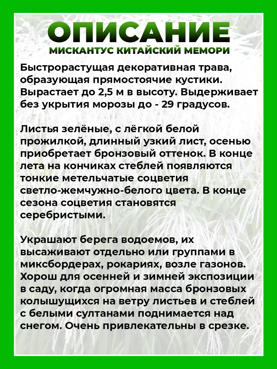 Мискантус китайский Мемори
