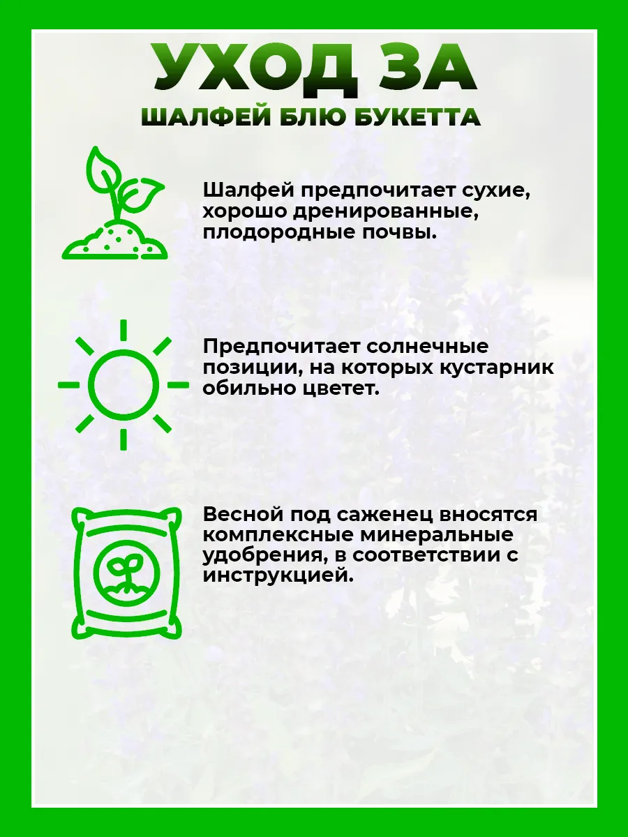 Шалфей дубравный Блю Букетта