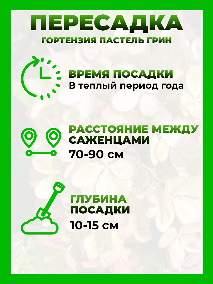 Гортензия метельчатая Пастель Грин
