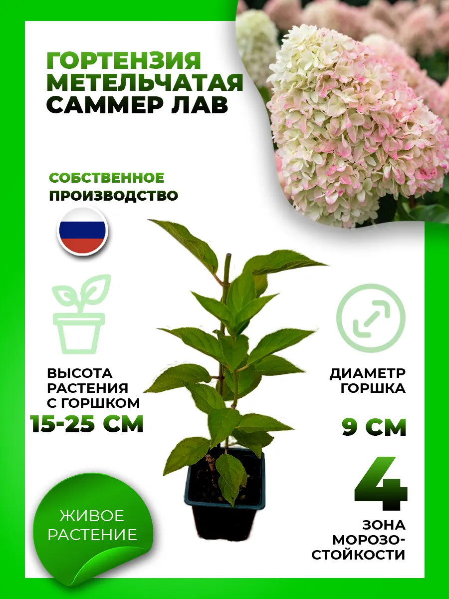 Гортензия метельчатая Саммер Лав