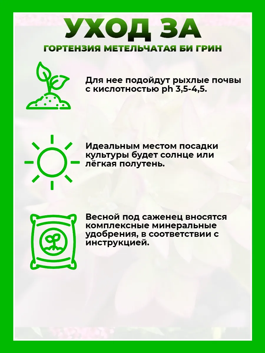 Гортензия метельчатая Би Грин