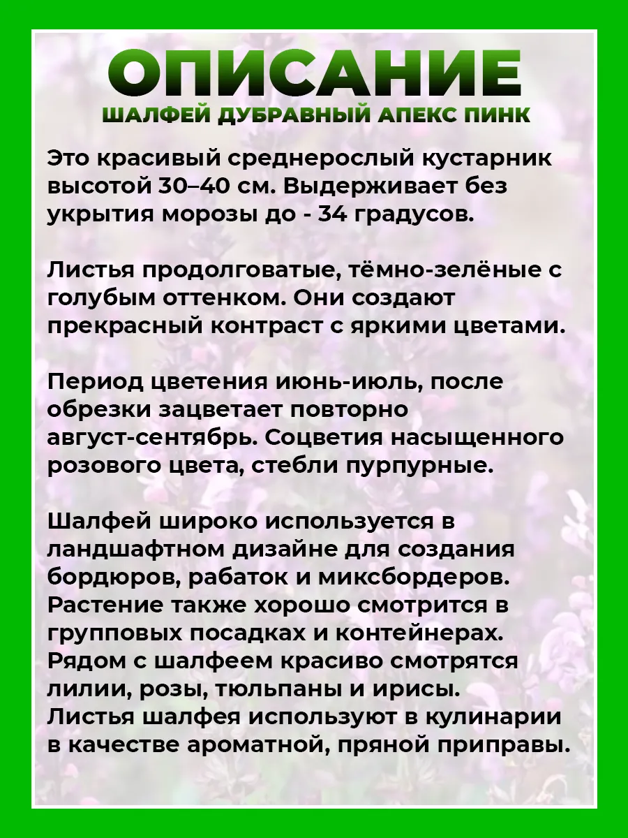 Шалфей дубравный Апекс Пинк