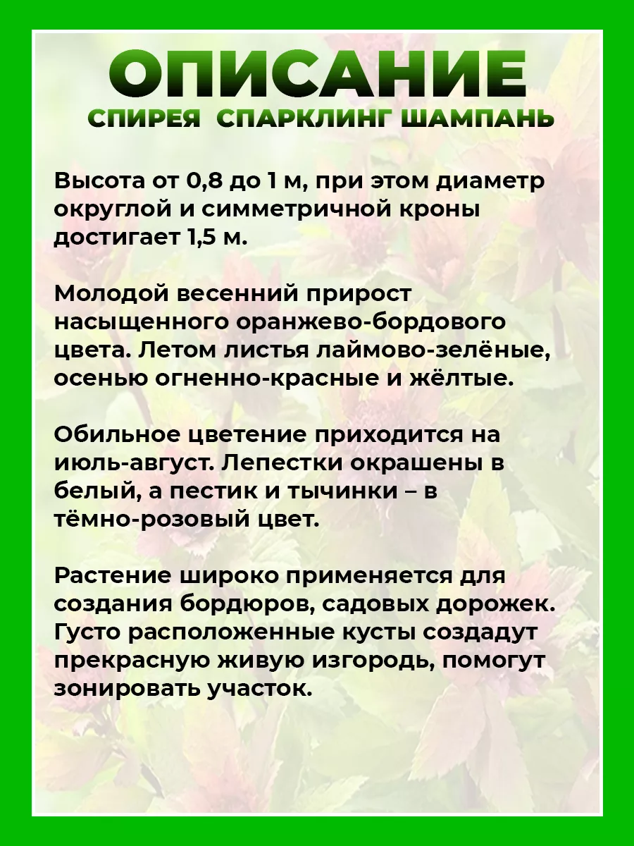 Спирея японская Спарклинг Шампань