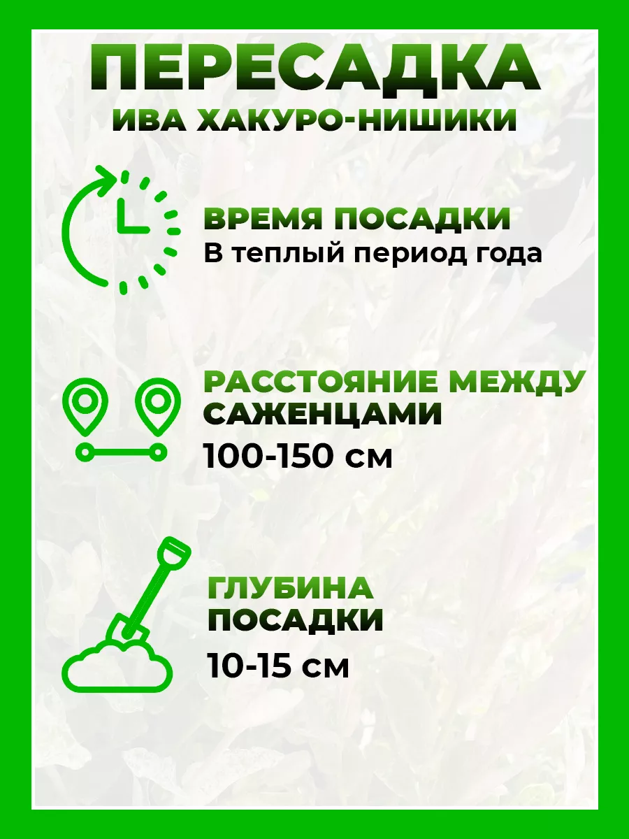 Ива цельнолистная Хакуро-Нишики