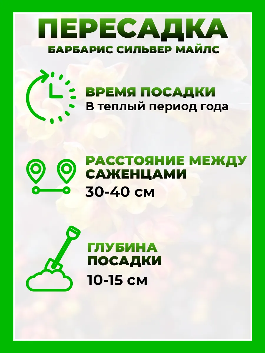 Барбарис оттавский Сильвер Майлс