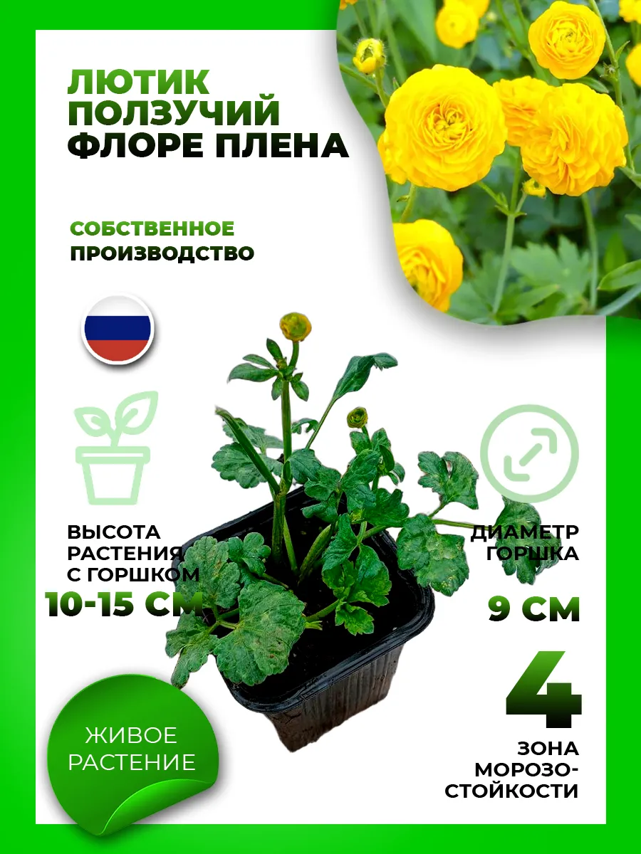 Лютик ползучий Флоре Плена