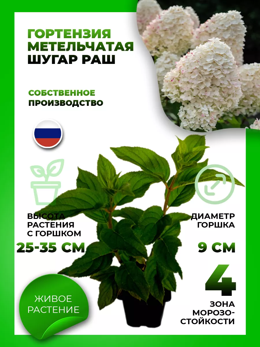 Гортензия метельчатая Шугар Раш