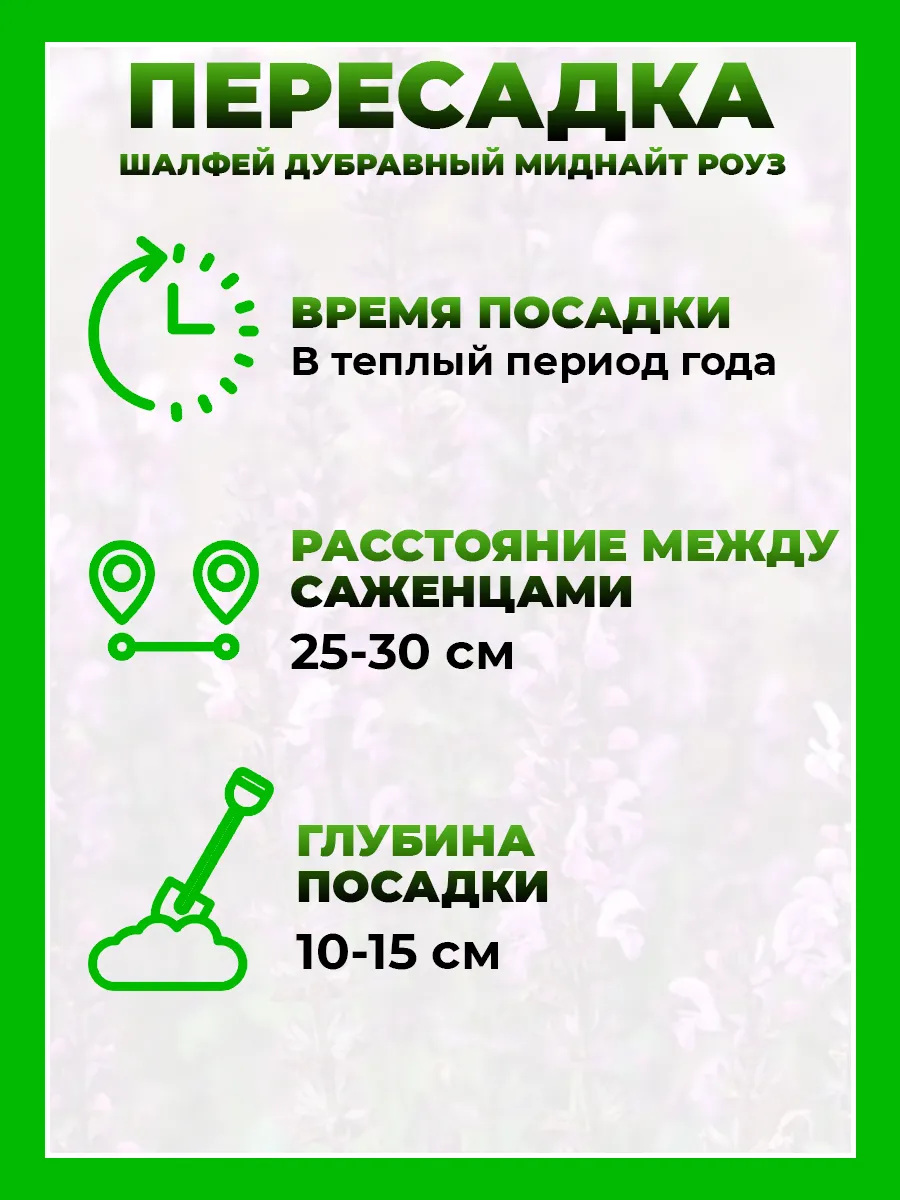 Шалфей дубравный Миднайт Роуз