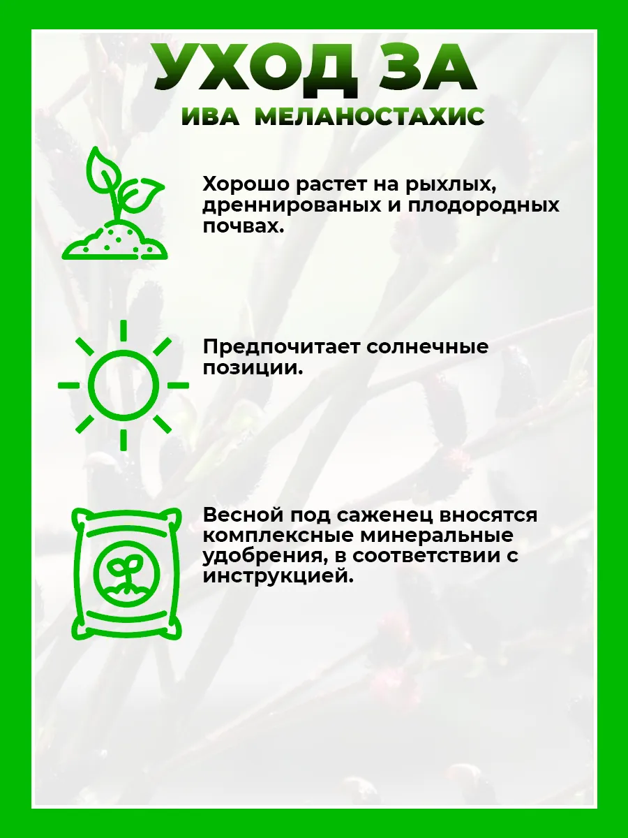 Ива тонкостолбиковая Меланостахис