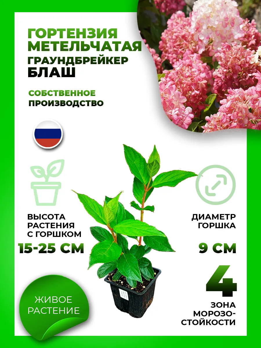 Гортензия метельчатая Граундбрейкер Блаш