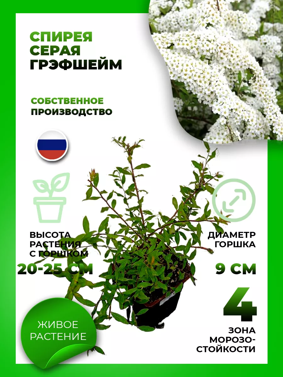 Спирея серая Грефшейм