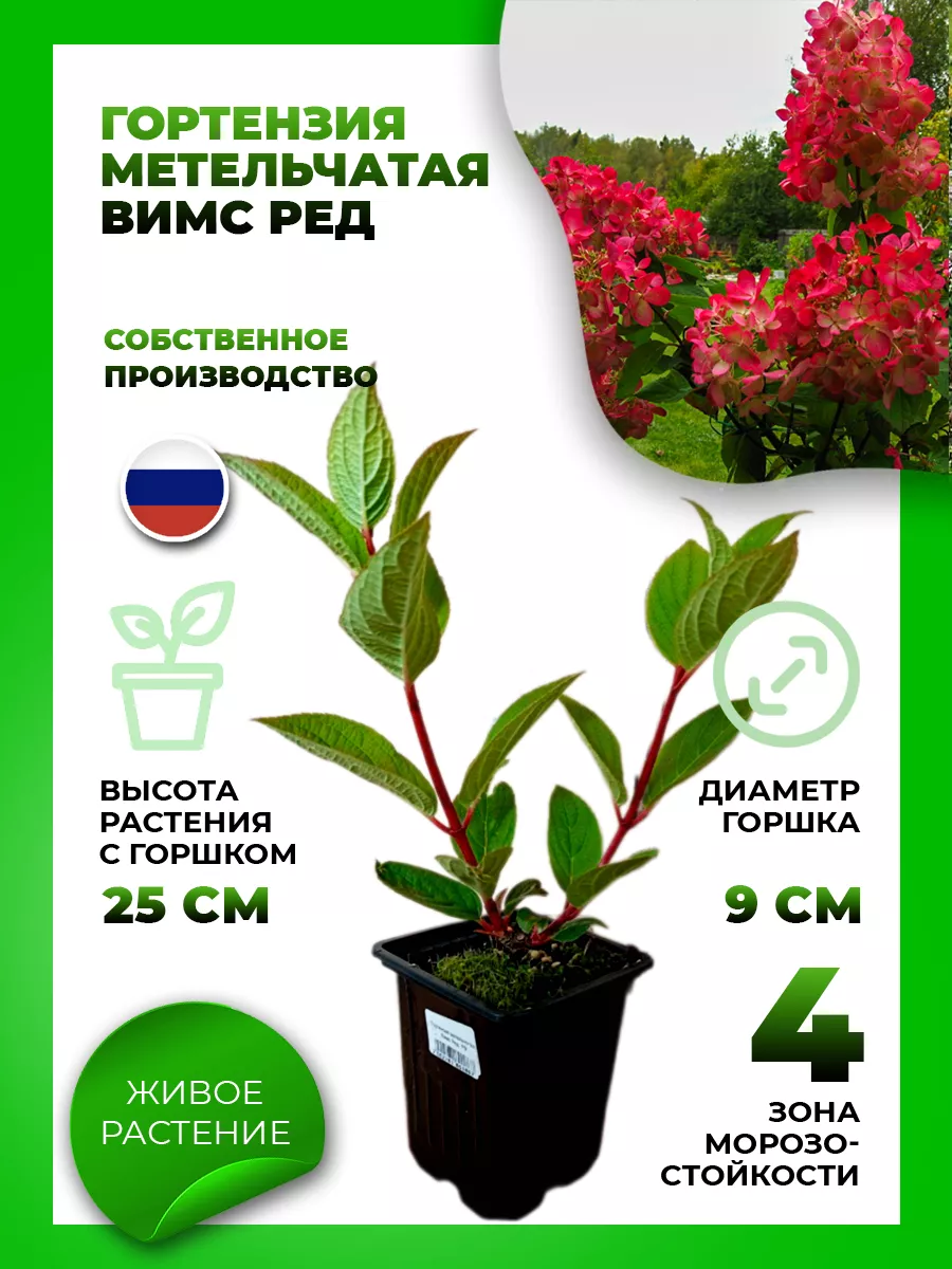 Гортензия метельчатая Вимс Ред
