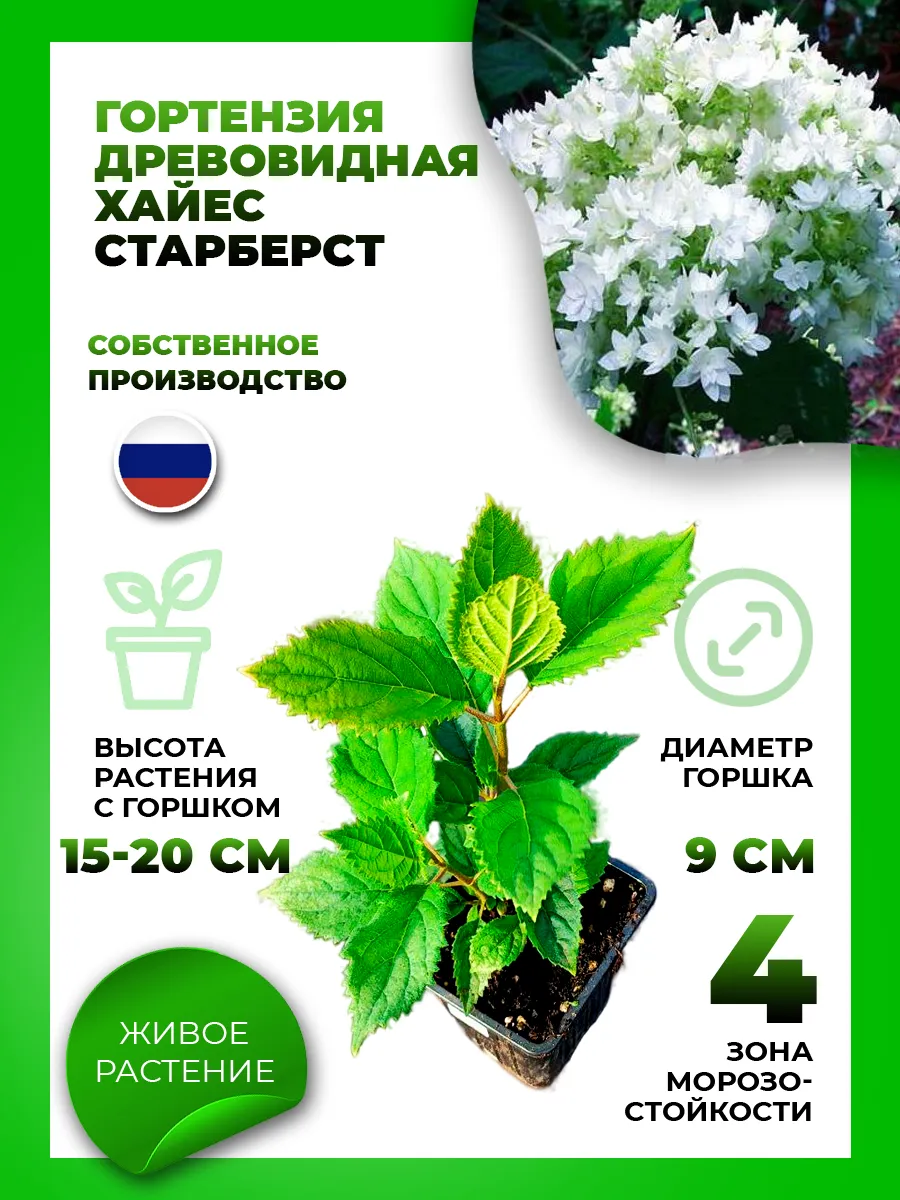 Гортензия древовидная Хайес Старберст