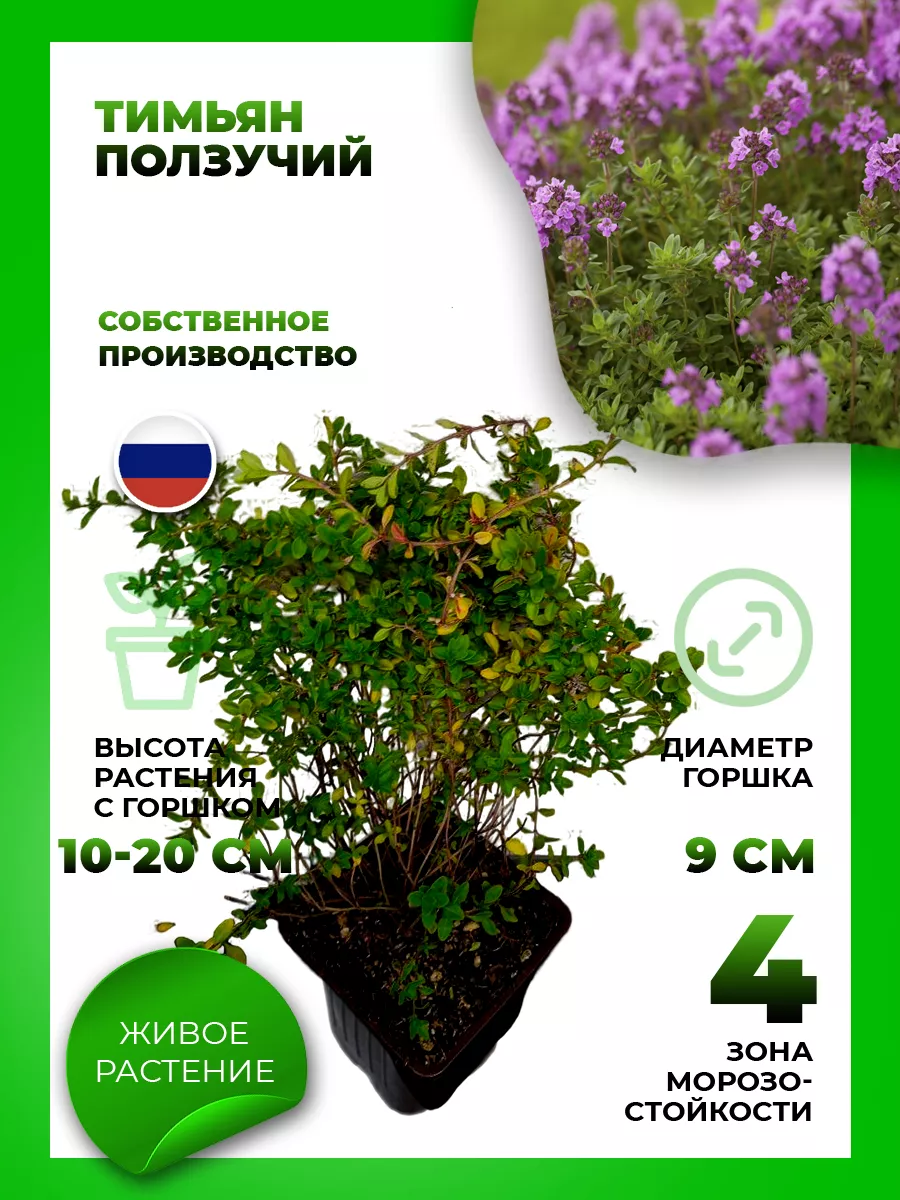 Тимьян ползучий