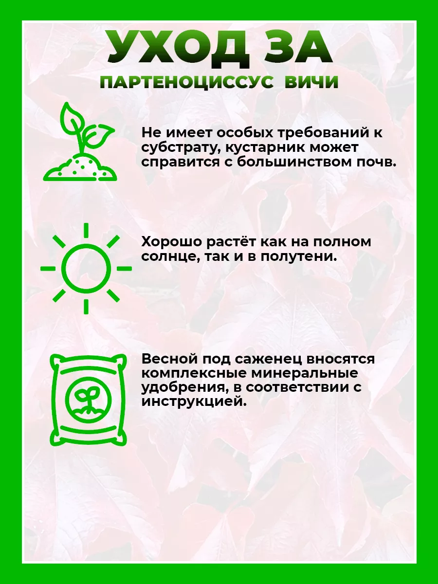 Девичий виноград триостренный Вичи (Партеноциссус)