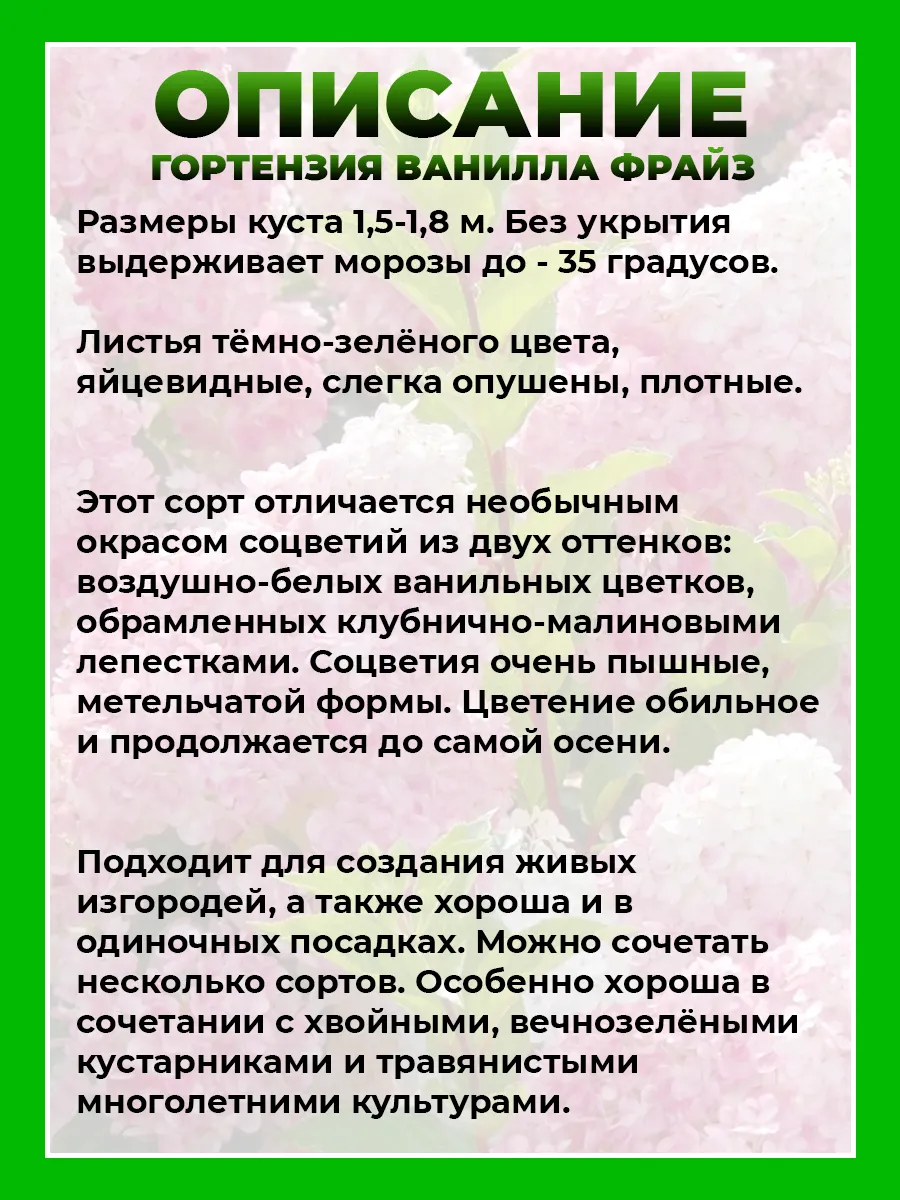 Гортензия метельчатая Ванилла Фрайз