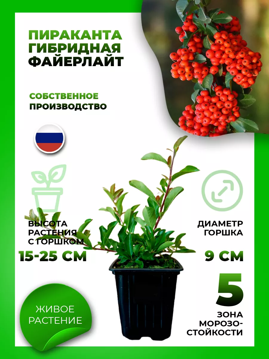 Пираканта гибридная Файерлайт