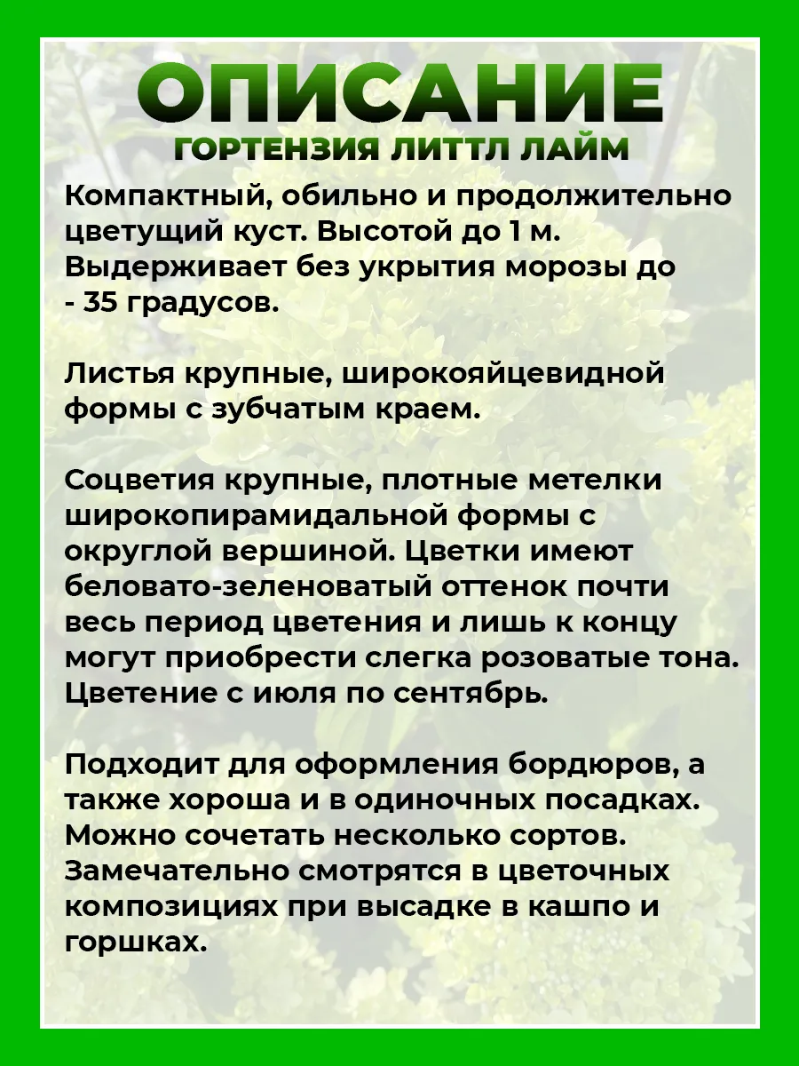 Гортензия метельчатая Литтл Лайм