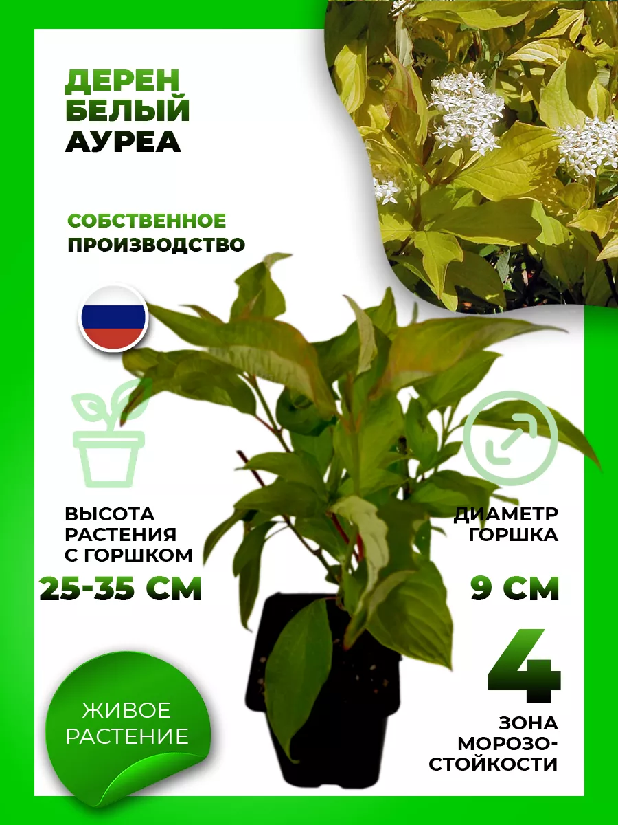 Дерен белый Ауреа