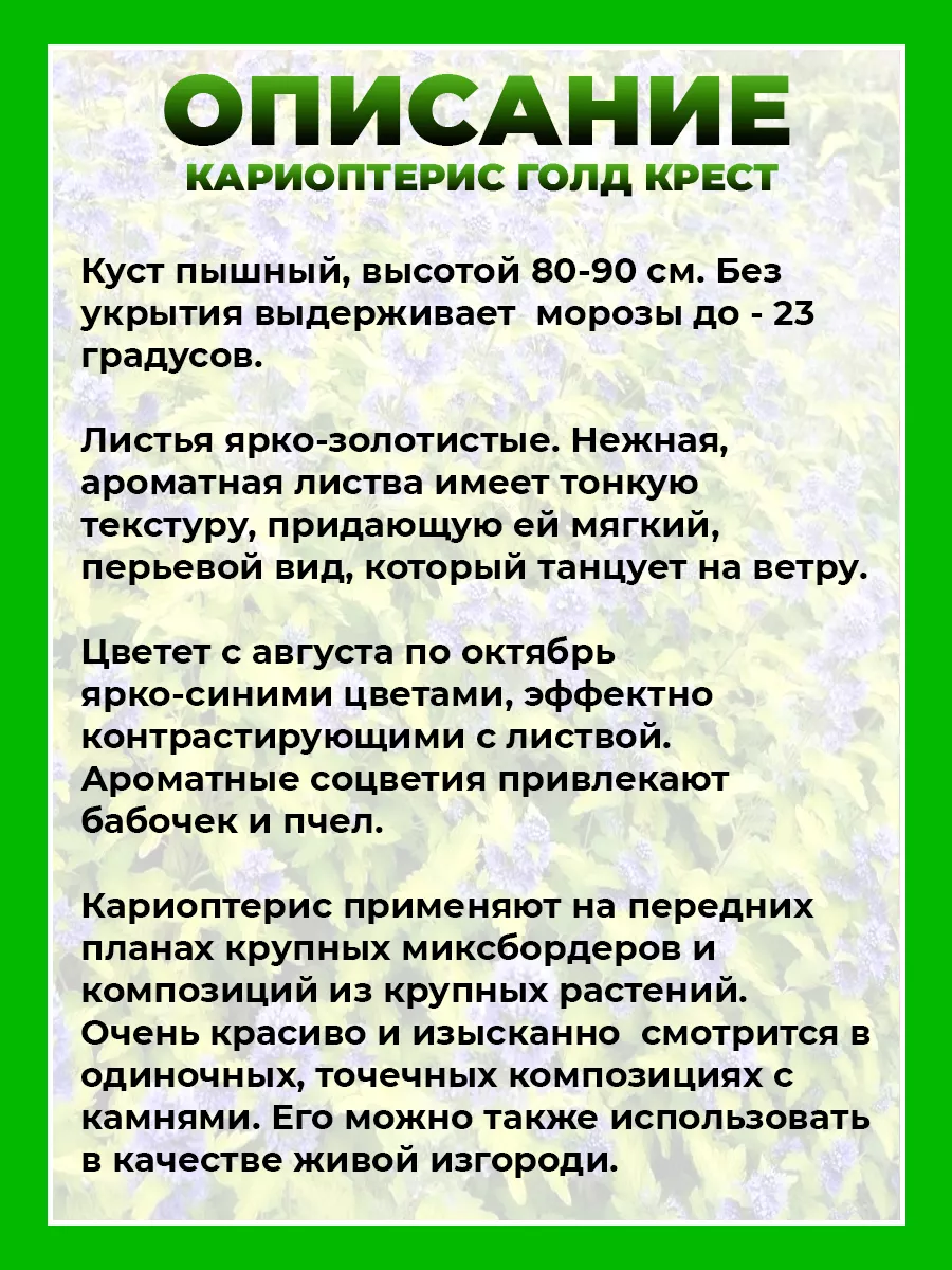Кариоптерис кландоненский Голд Крест
