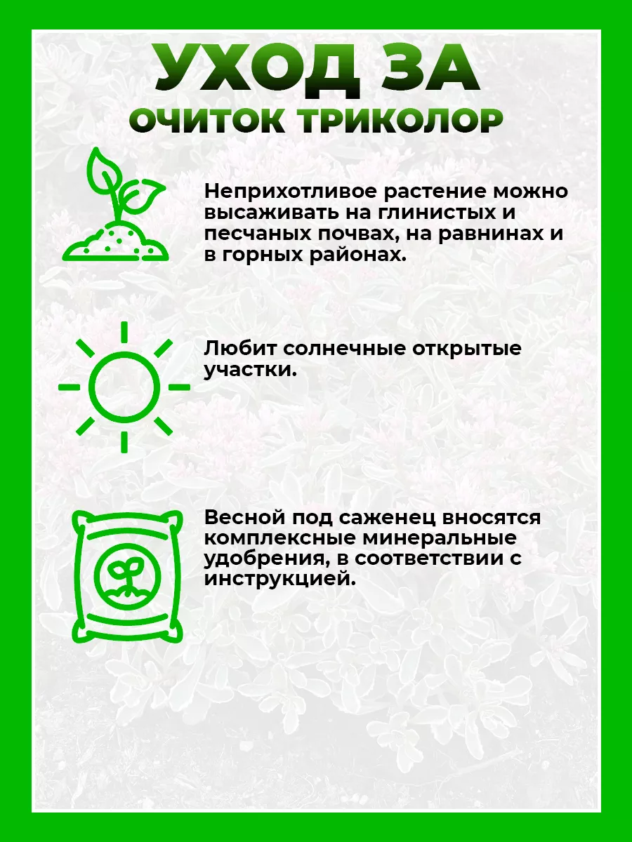 Очиток ложный Триколор