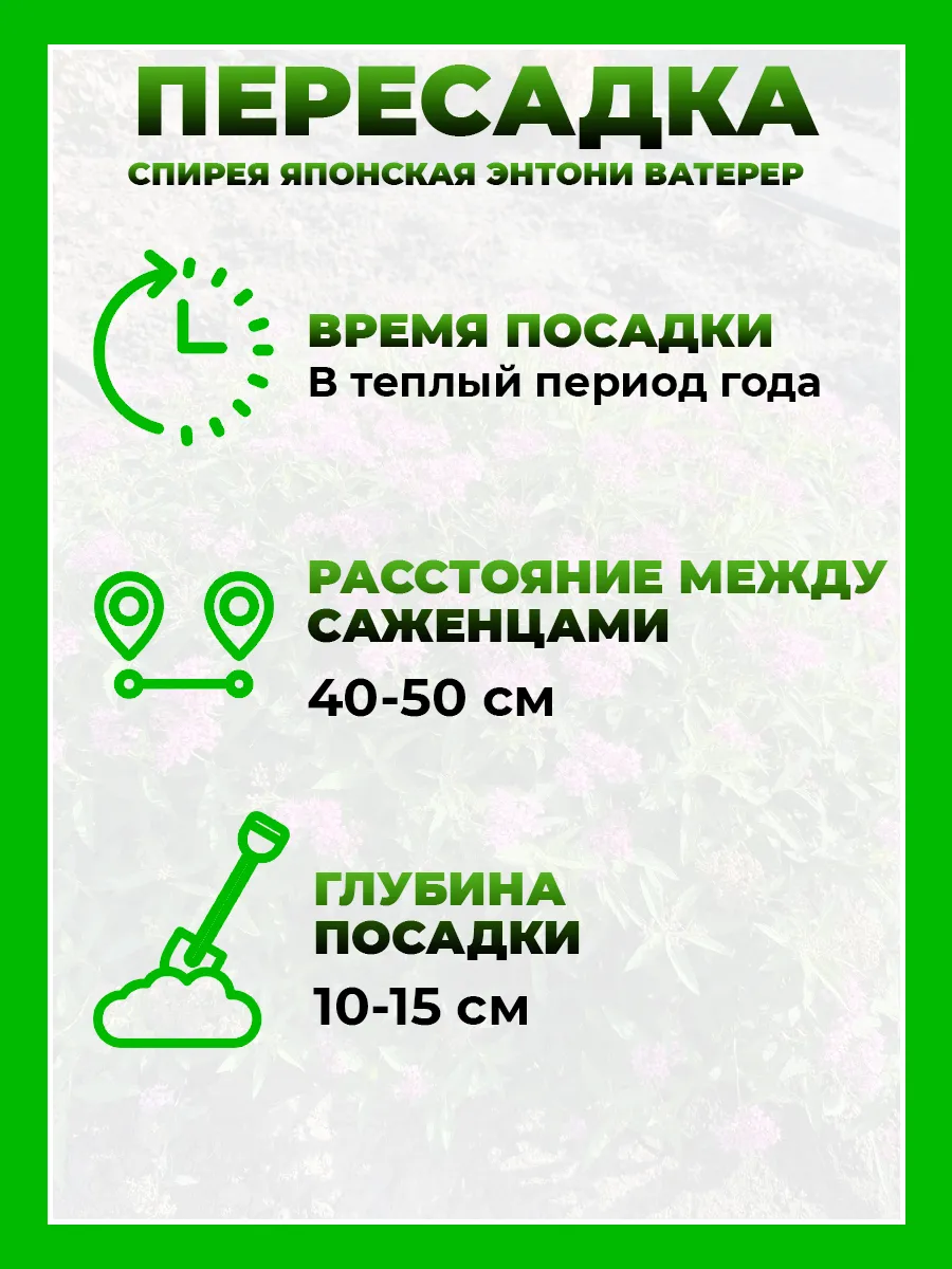 Спирея японская Энтони Ватерер
