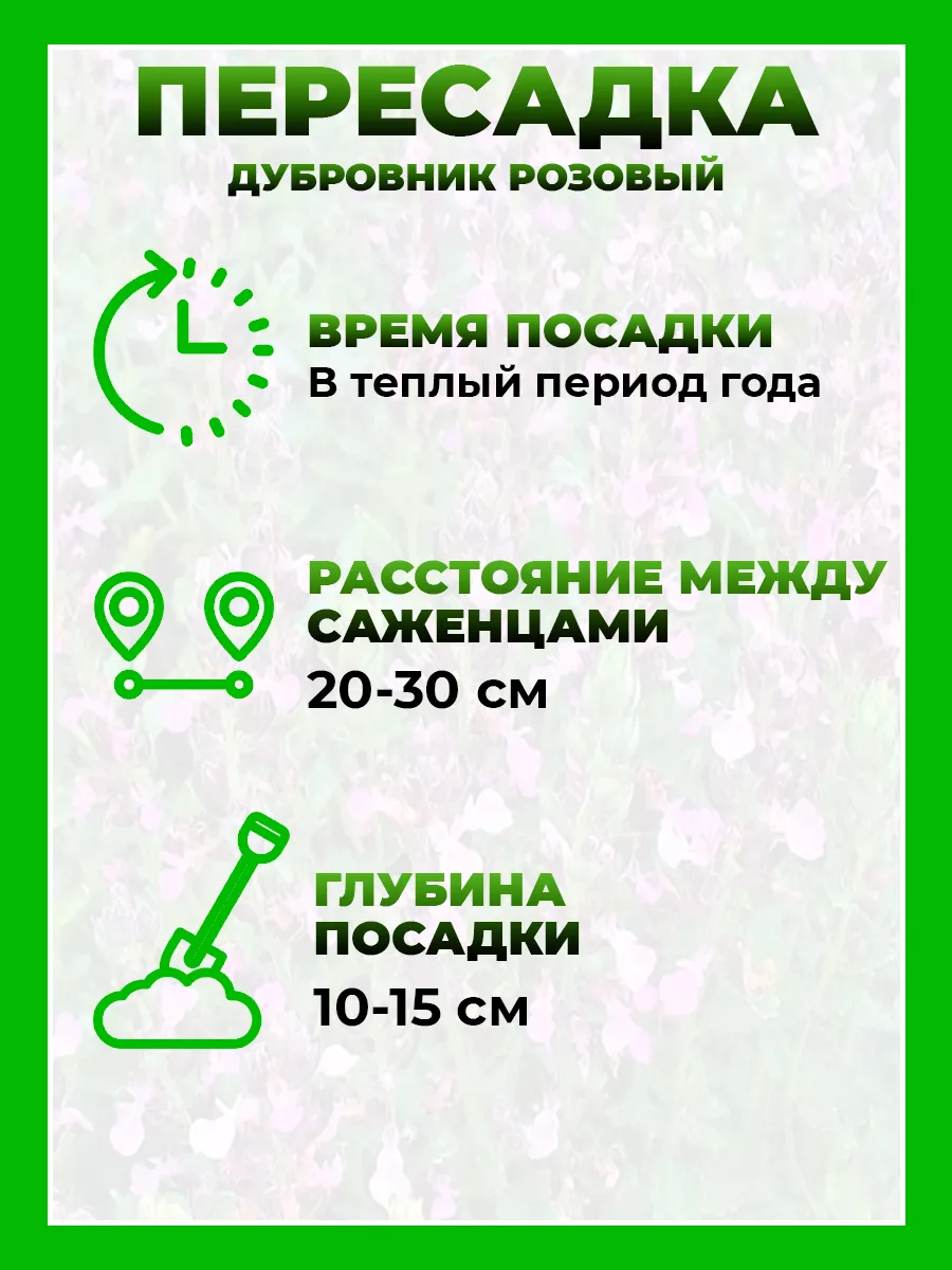 Дубровник светлеющий