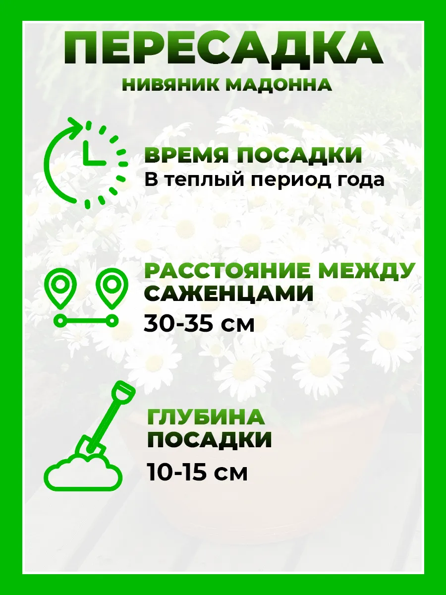 Нивяник Мадонна