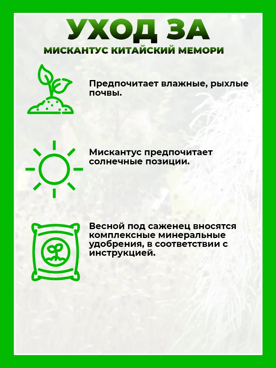Мискантус китайский Мемори
