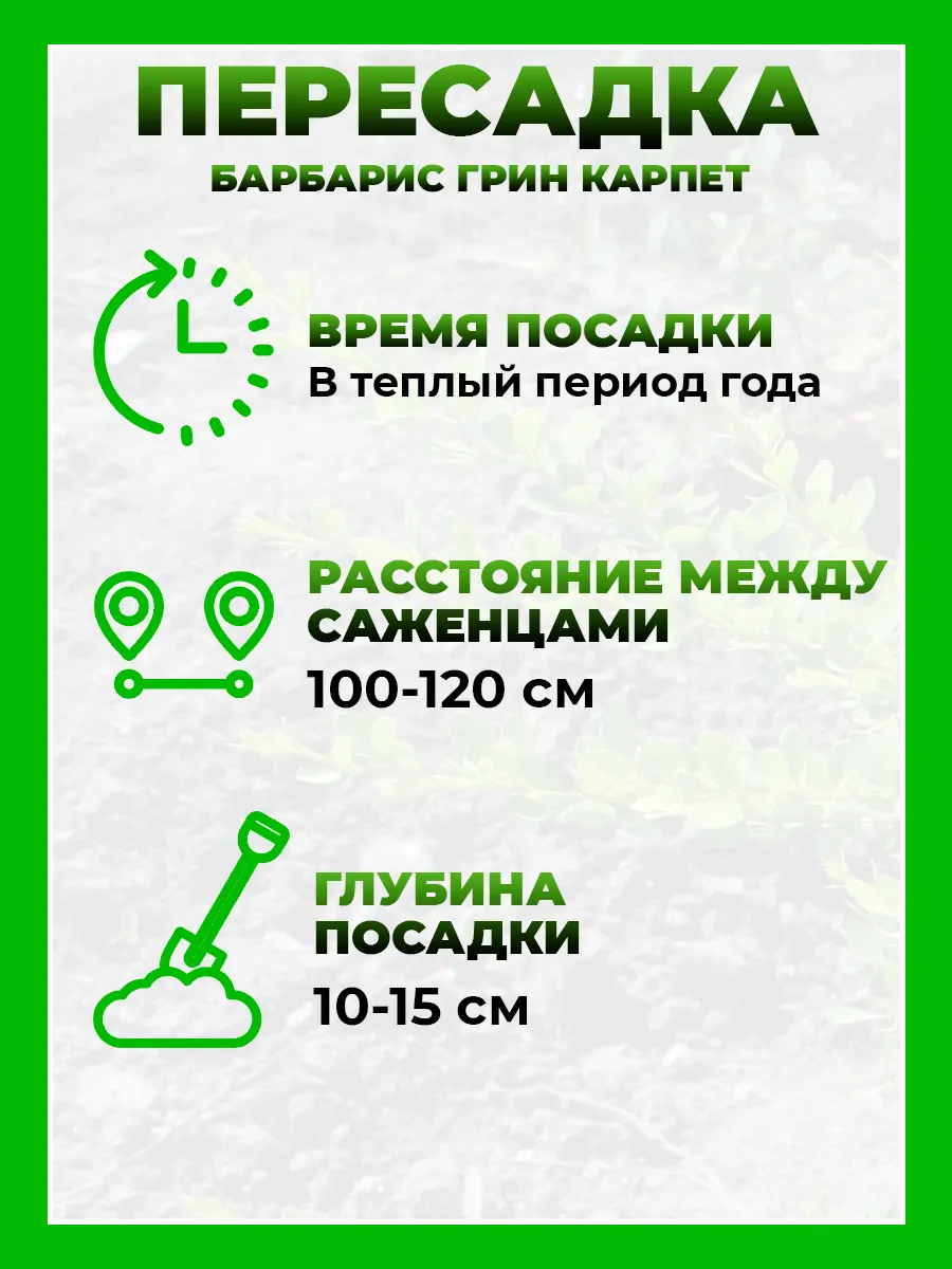 Барбарис Тунберга Грин Карпет