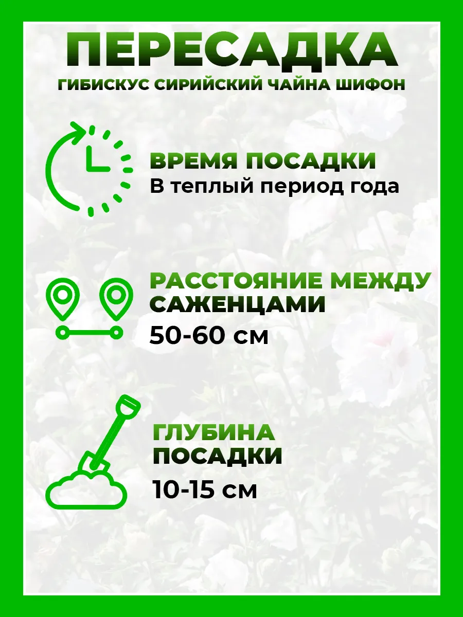 Гибискус сирийский Чайна Шифон