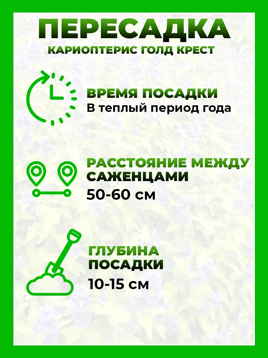 Кариоптерис кландоненский Голд Крест