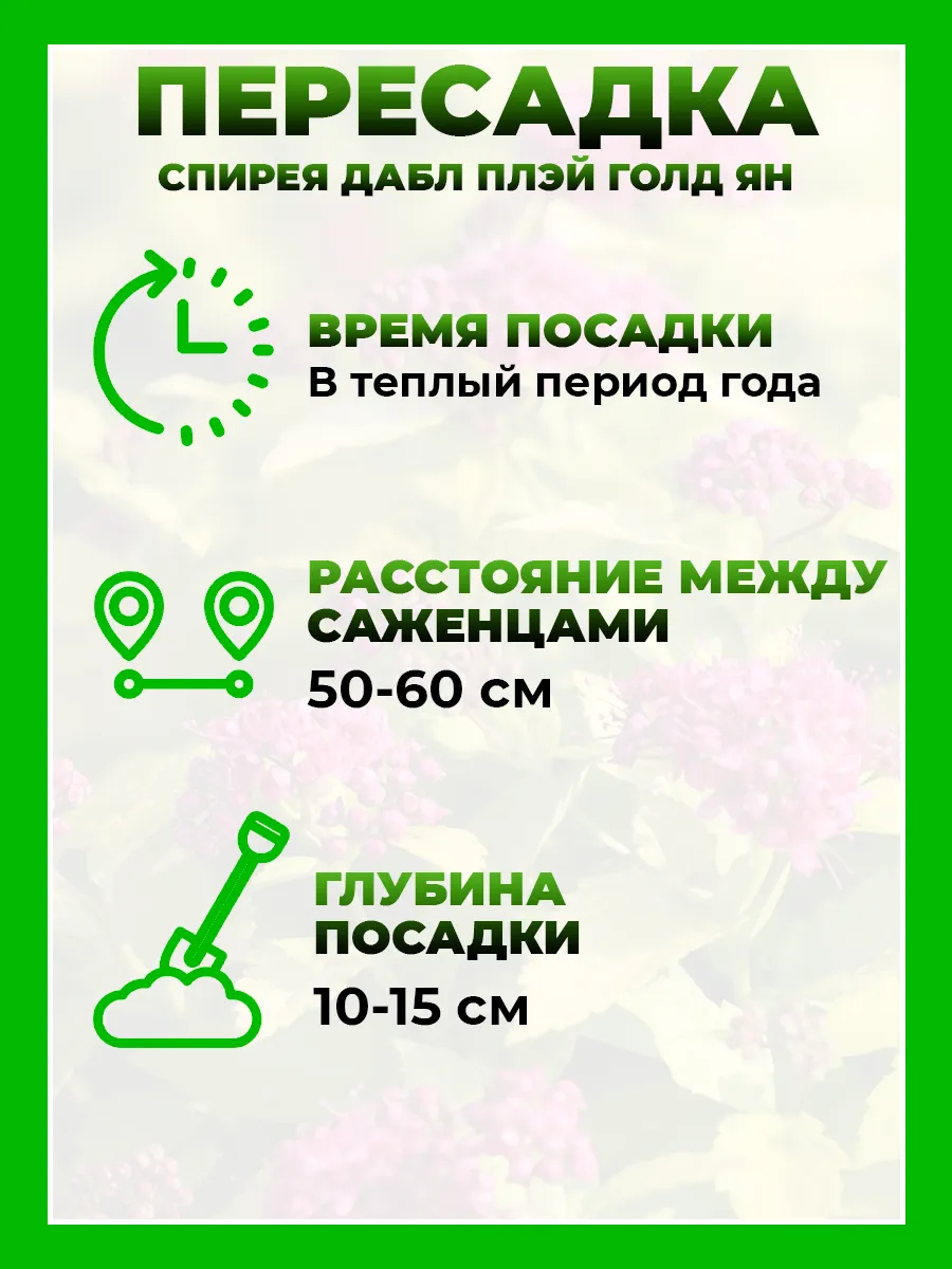 Спирея японская Дабл Плей Голд Ян
