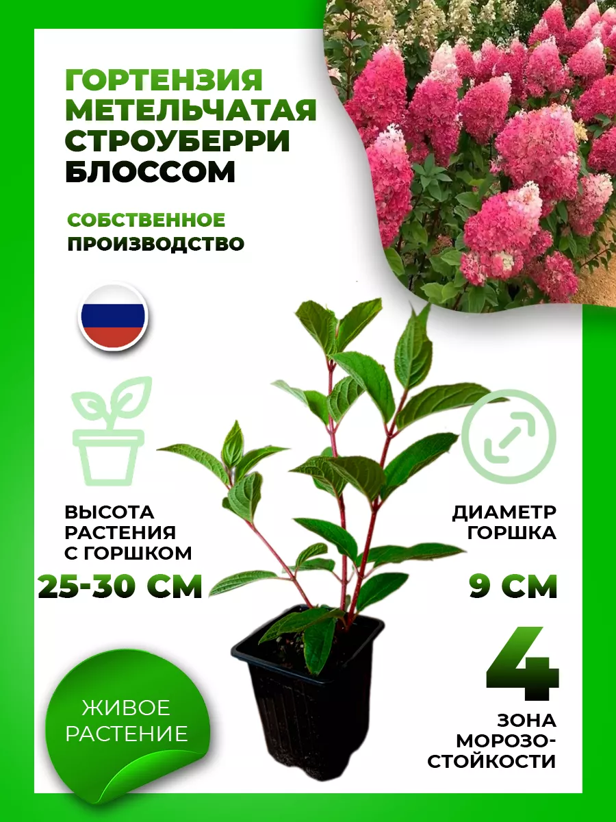 Гортензия метельчатая Строуберри Блоссом