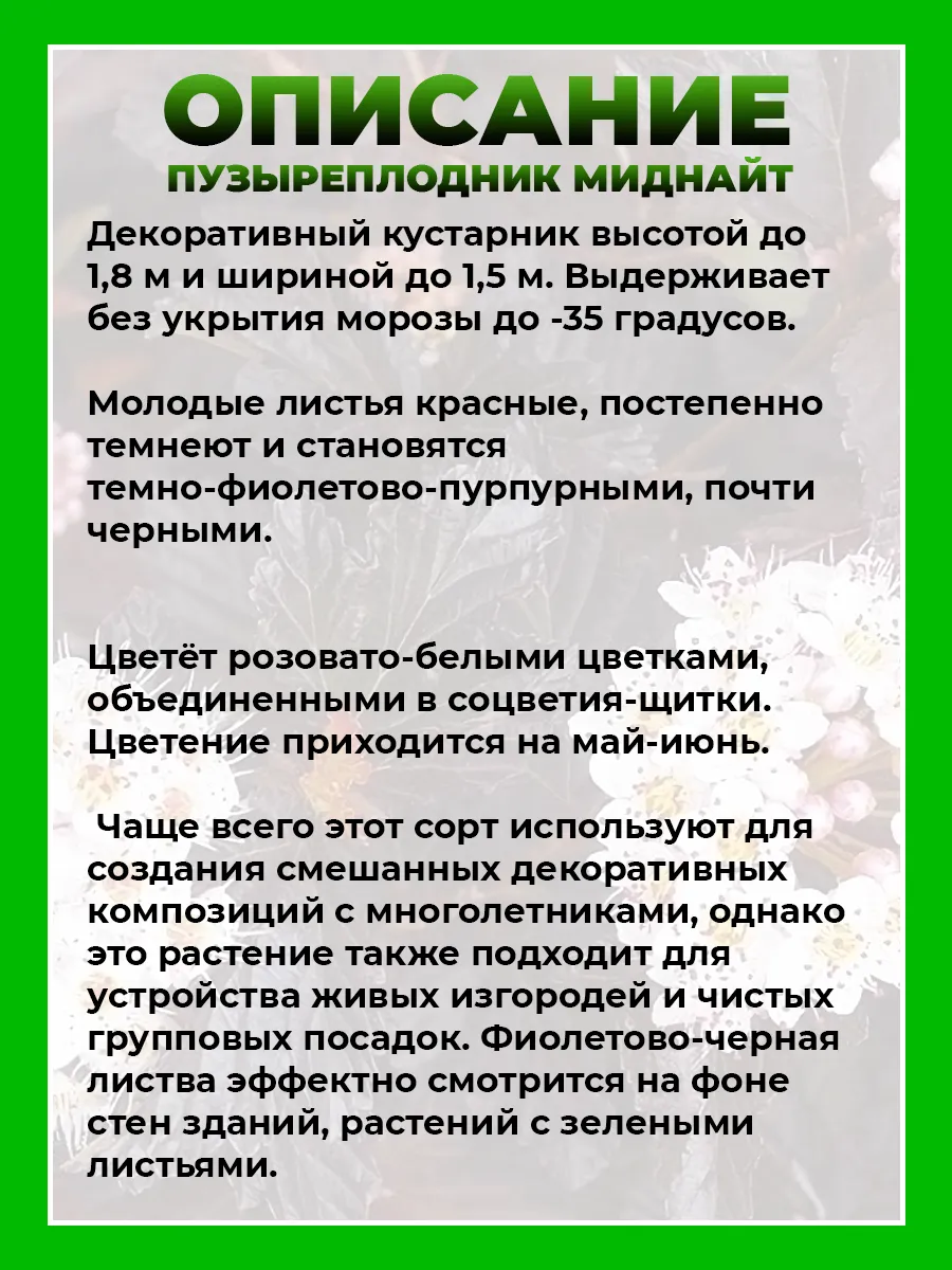 Пузыреплодник калинолистный Миднайт