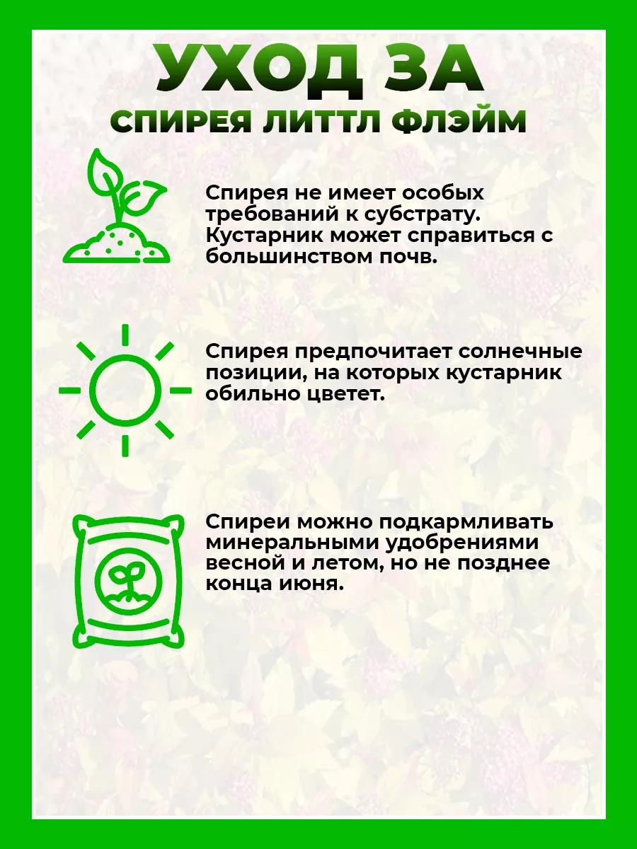 Спирея японская Литтл Флэйм