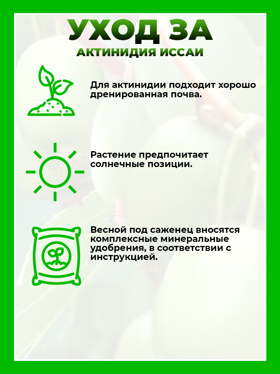 Актинидия острая Иссаи