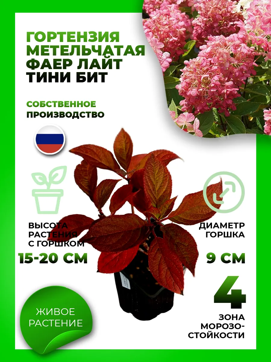 Гортензия метельчатая Файер Лайт Тини Бит