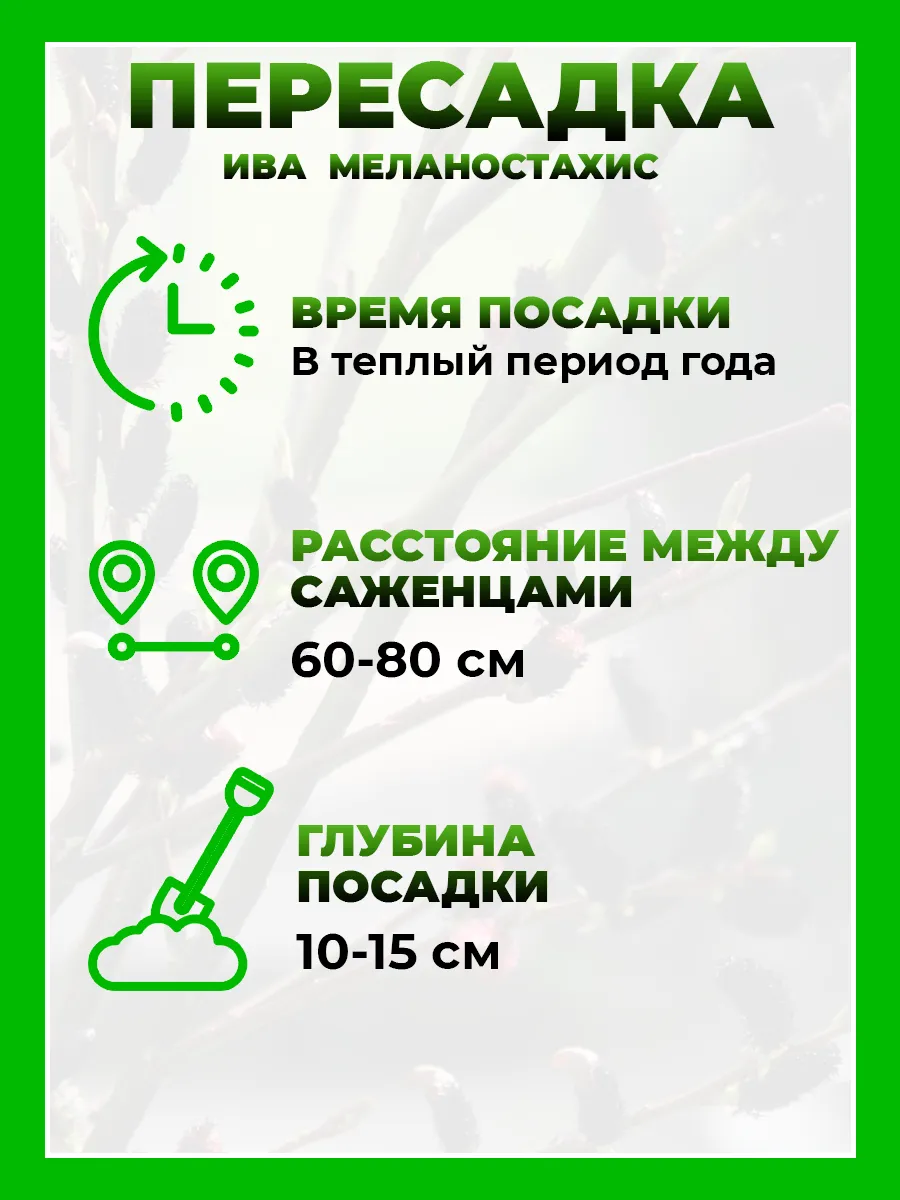 Ива тонкостолбиковая Меланостахис