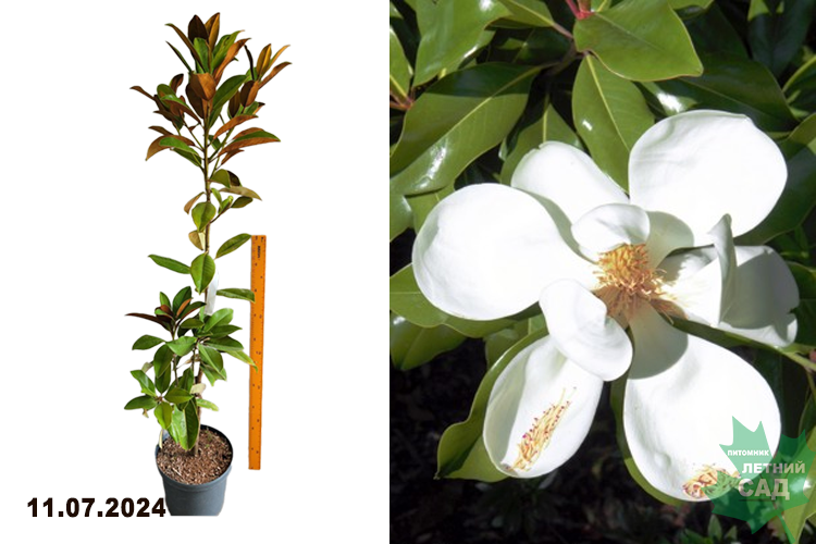 Магнолия крупноцветковая Эксмут (Magnolia grandiflora Exmouth) С10