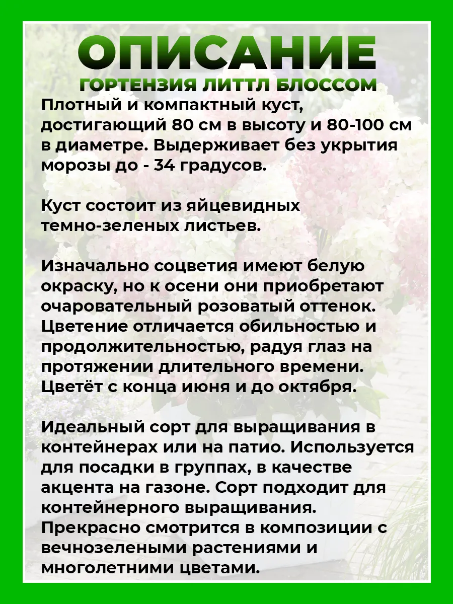 Гортензия метельчатая Литтл Блоссом