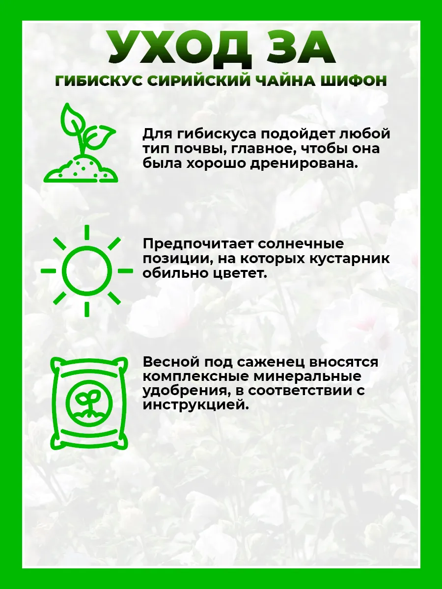 Гибискус сирийский Чайна Шифон