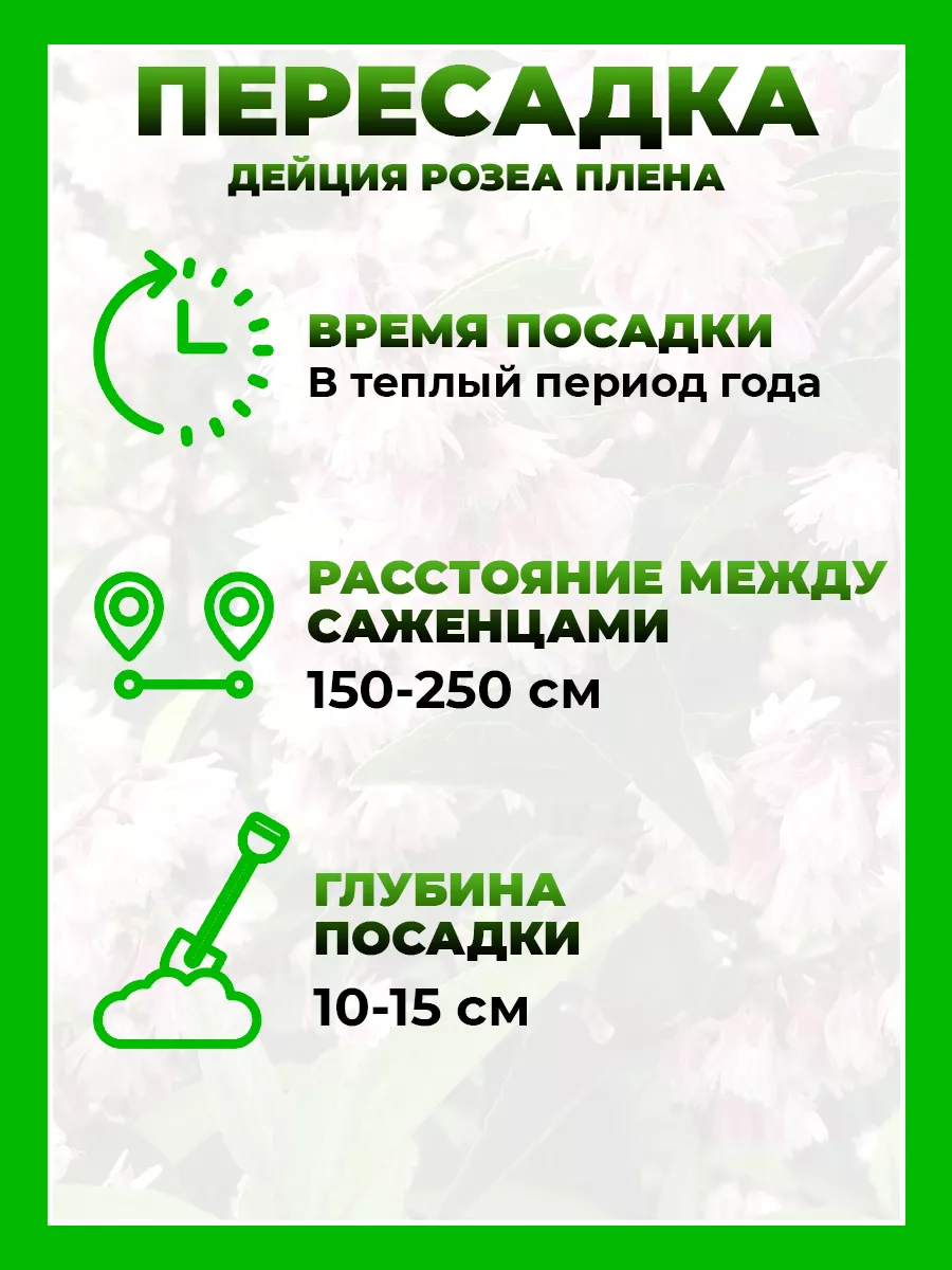 Дейция гибридная Розеа Плена