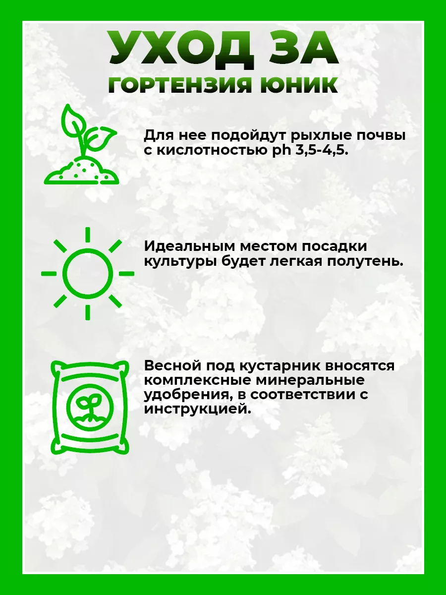 Гортензия метельчатая Юник