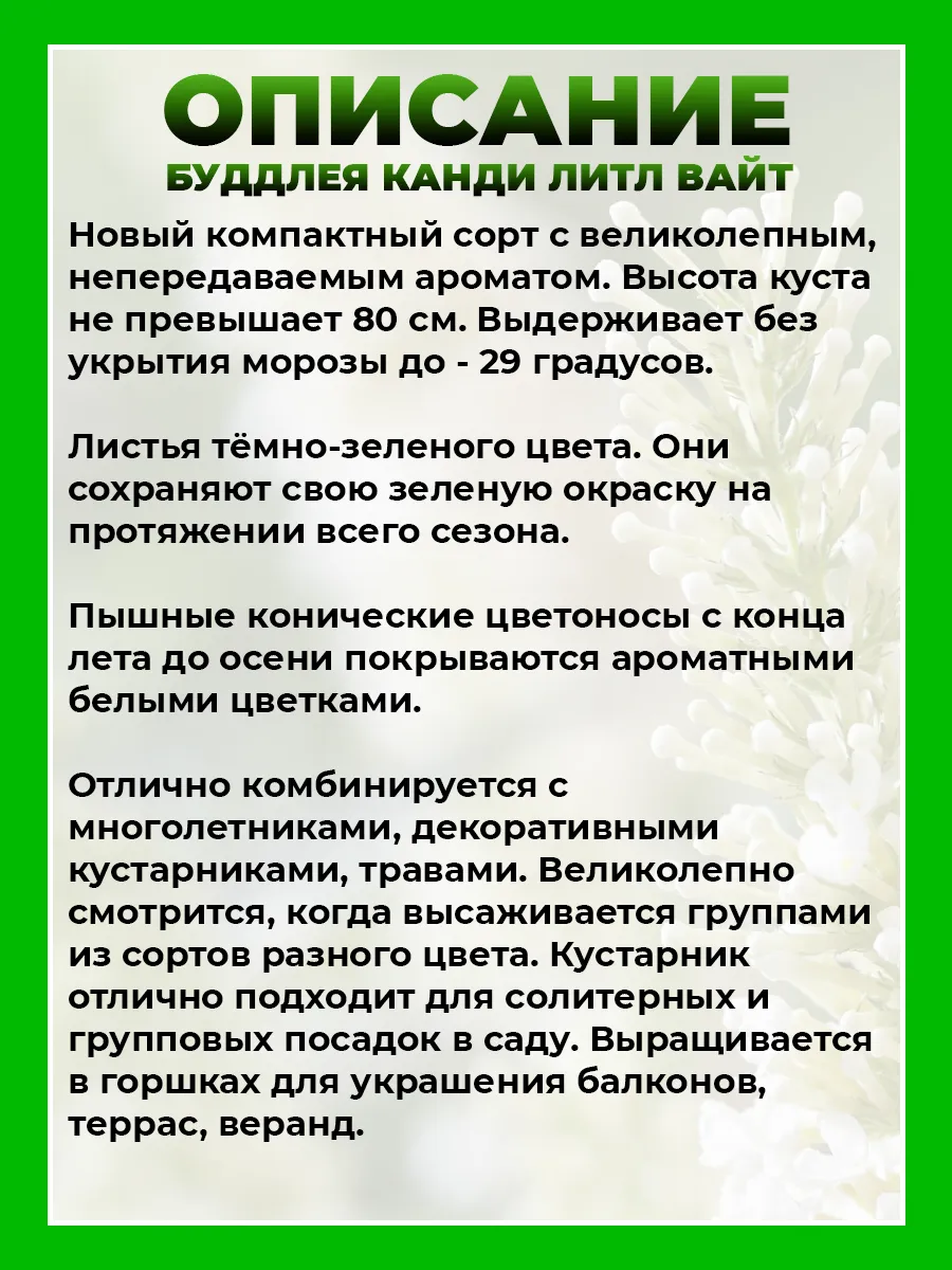 Буддлея Давида Баттерфляй Канди Литтл Вайт