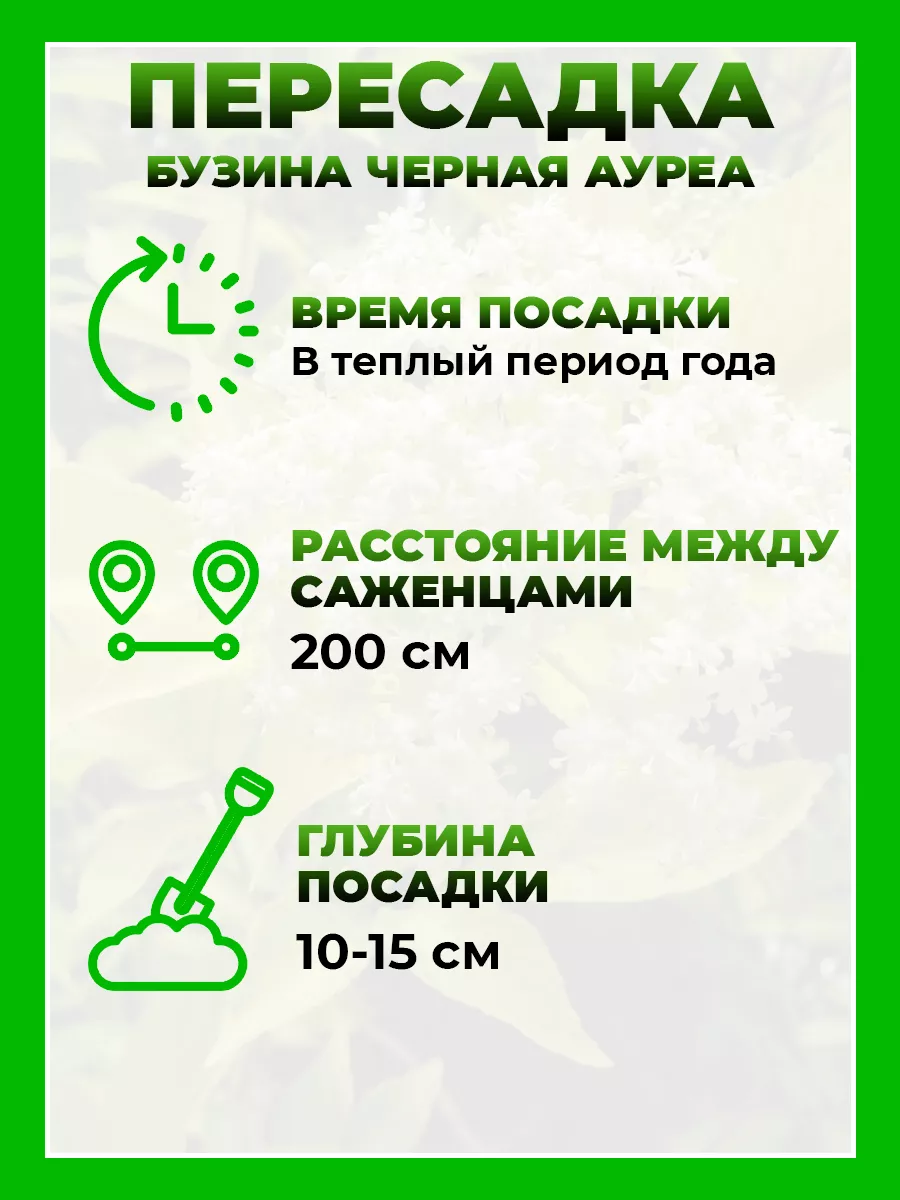 Бузина черная Ауреа