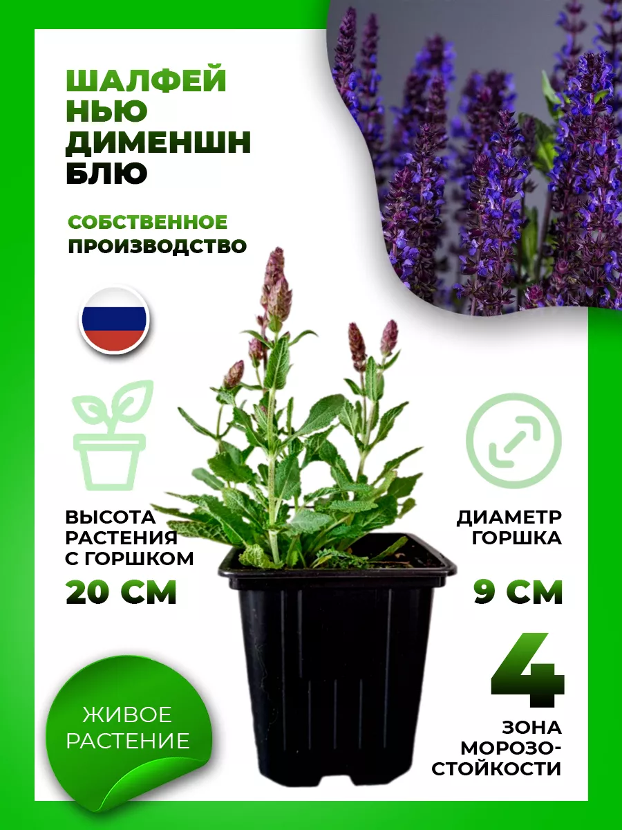 Шалфей дубравный Нью Дименшн Блю