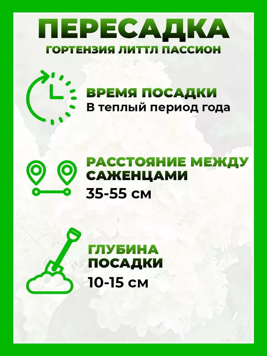 Гортензия метельчатая Литтл Пэшн