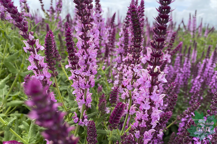 Шалфей дубравный Роуз Квин (Salvia nemorosa Rose Queen) С2 — Питомник ...