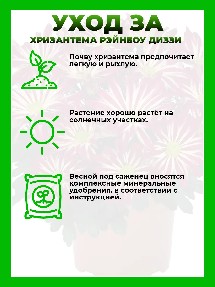 Хризантема крупноцветковая Рейнбоу Диззи